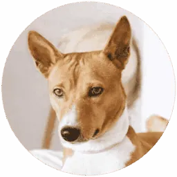 hallowebsite Logo