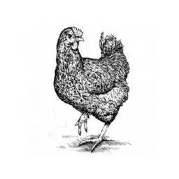 Kreativ Huhn Frankfurt Webdesign Logo