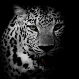 seo-leopard e.K. – Agentur in Koblenz